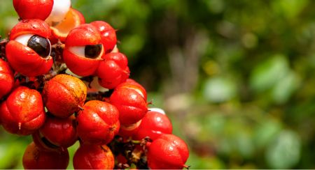 Guaraná